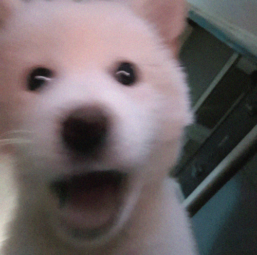 강아지